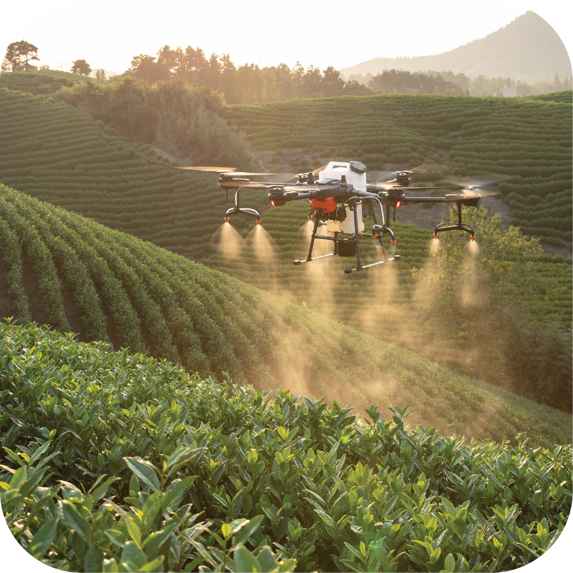 Cp Insignia Image Agricultural